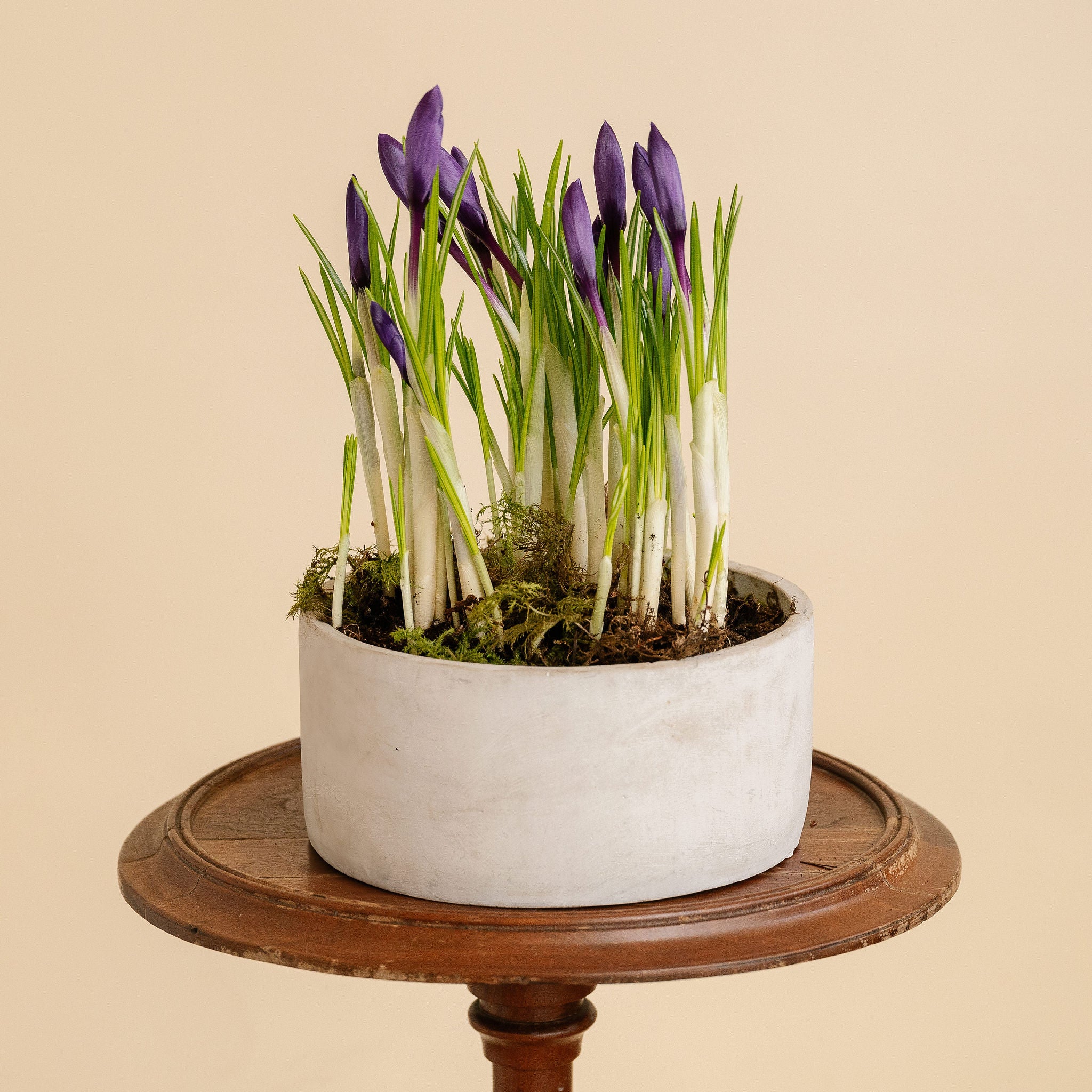 Crocus Garden
