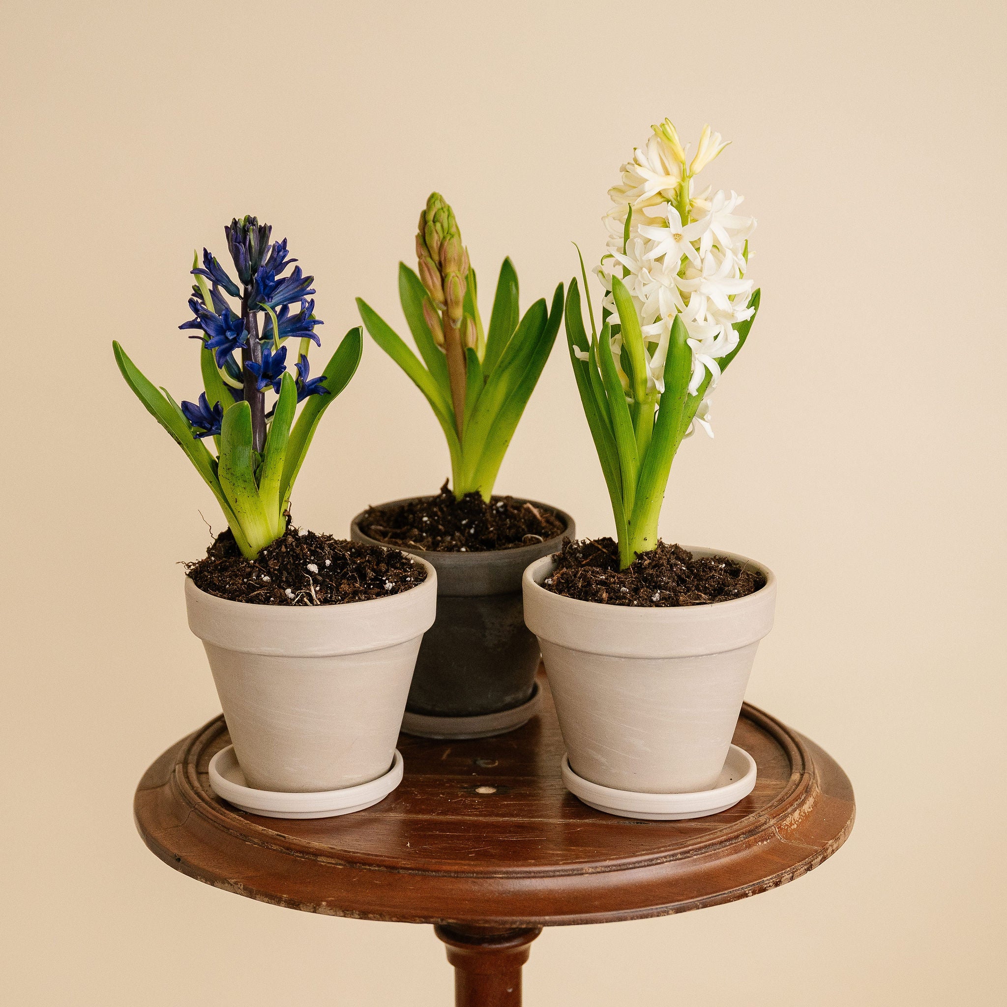 Small Potted Hyacinth