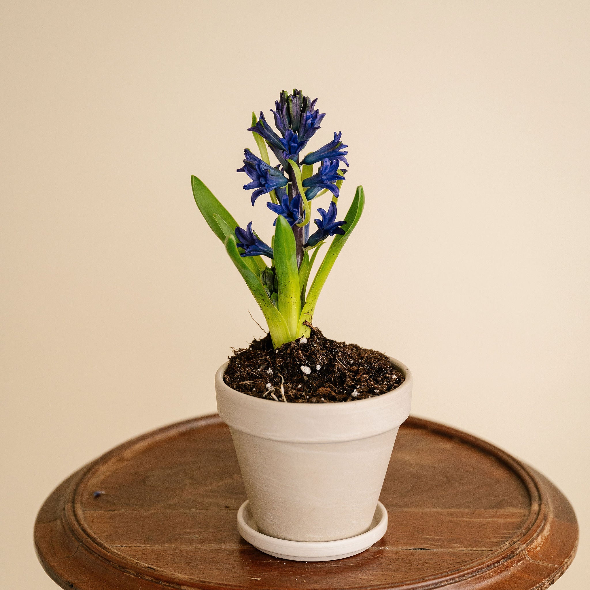 Small Potted Hyacinth