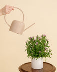 Watering Can