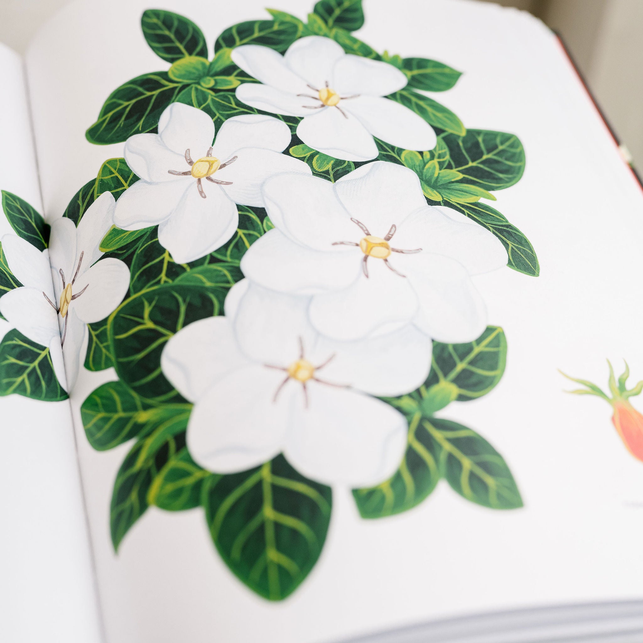 The Story of Flowers
