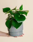 Peperomia Raindrop