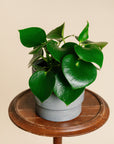 Peperomia Raindrop