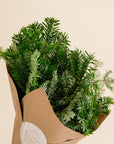 Fir Bunch