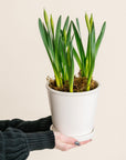 Potted Daffodils