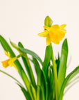 Potted Daffodils