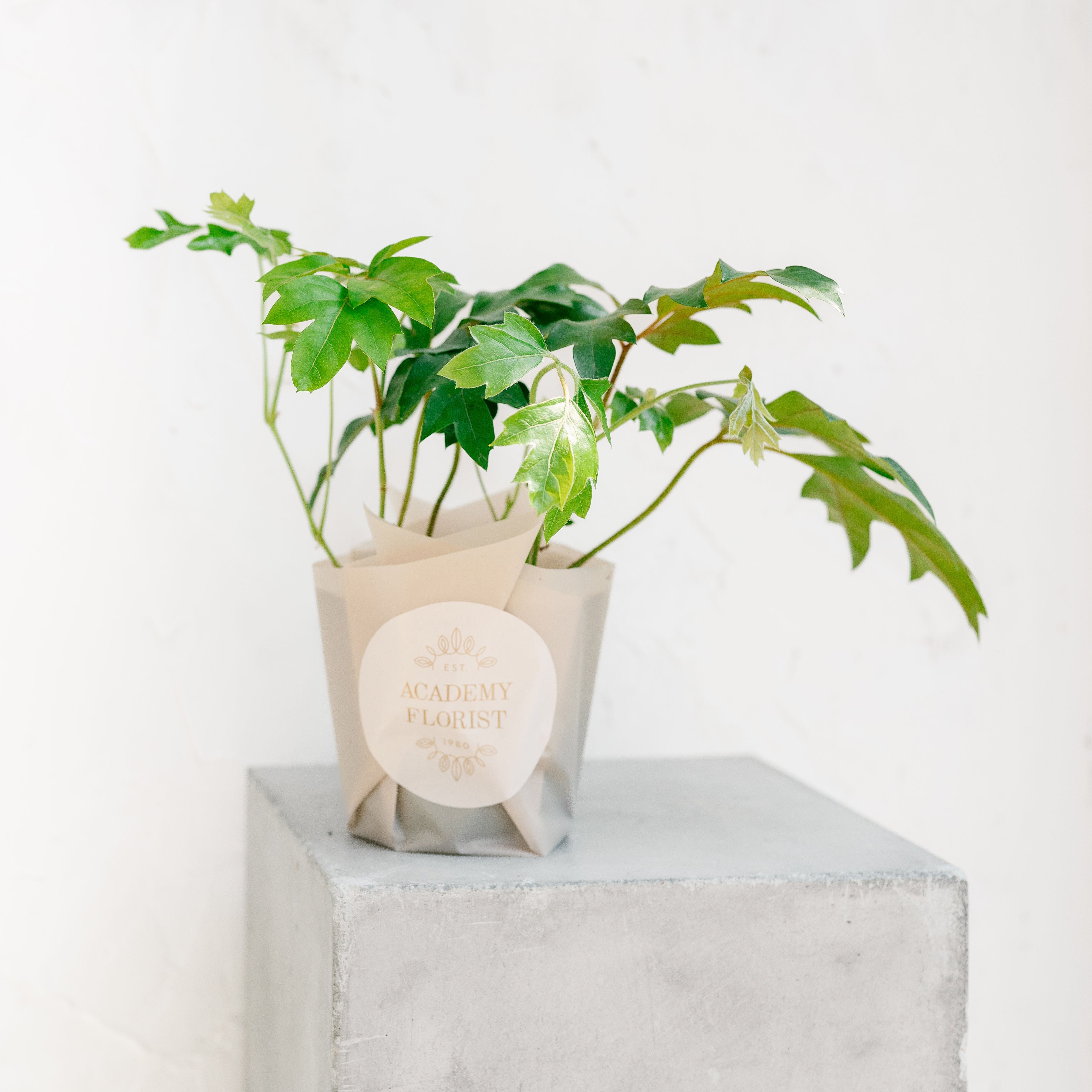 Danish Ivy