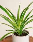 Spider Plant