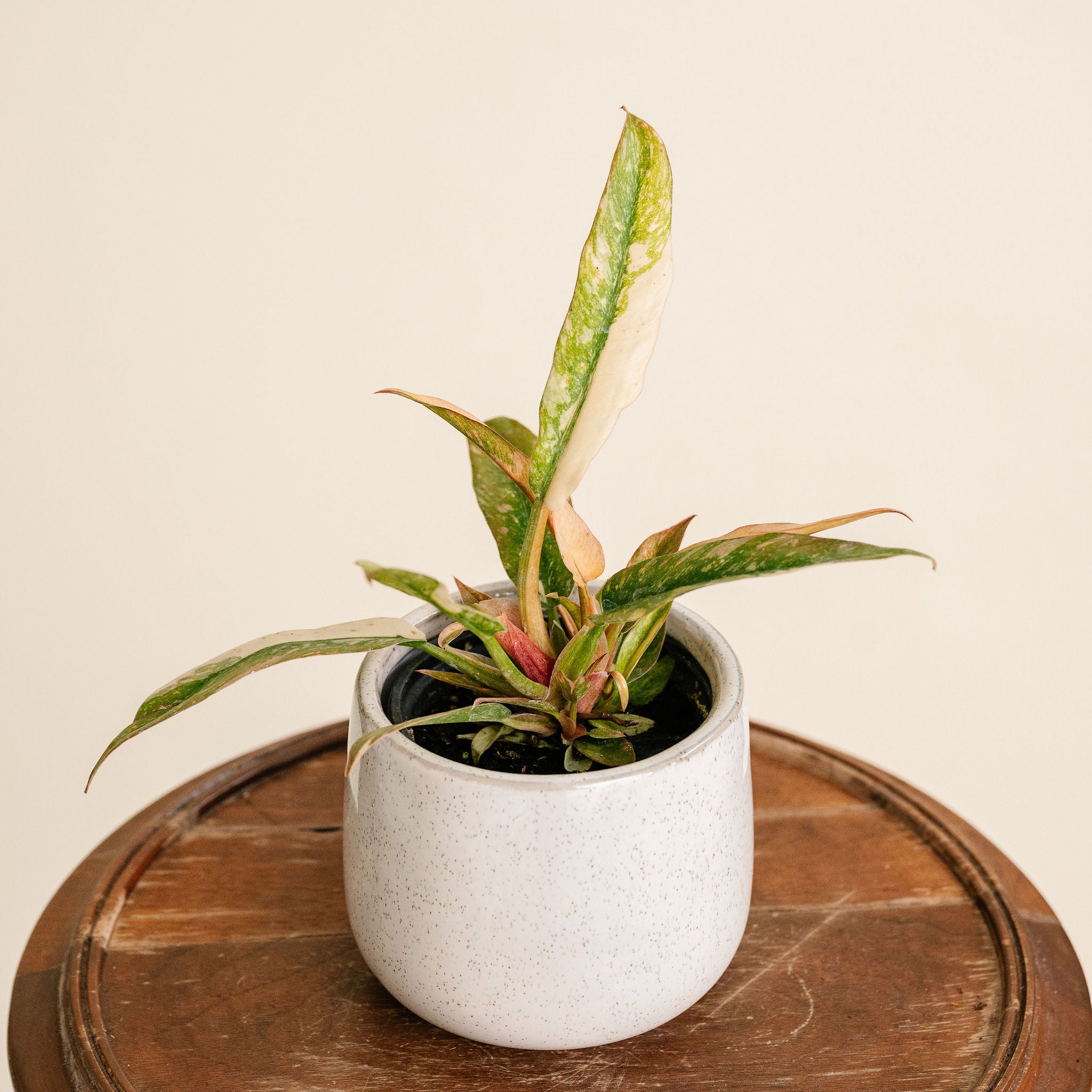 Philodendron Ring of Fire