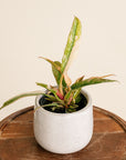 Philodendron Ring of Fire