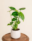 Philodendron Monstera