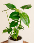 Philodendron Monstera