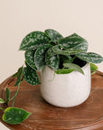 Satin Pothos