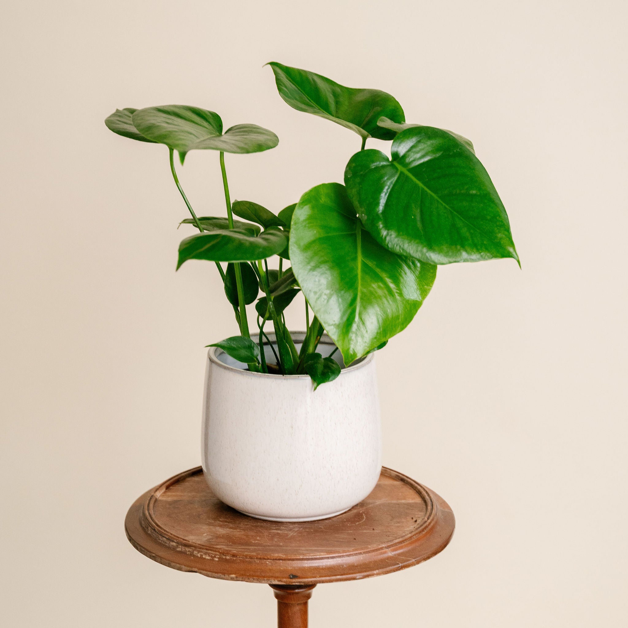 Philodendron Monstera