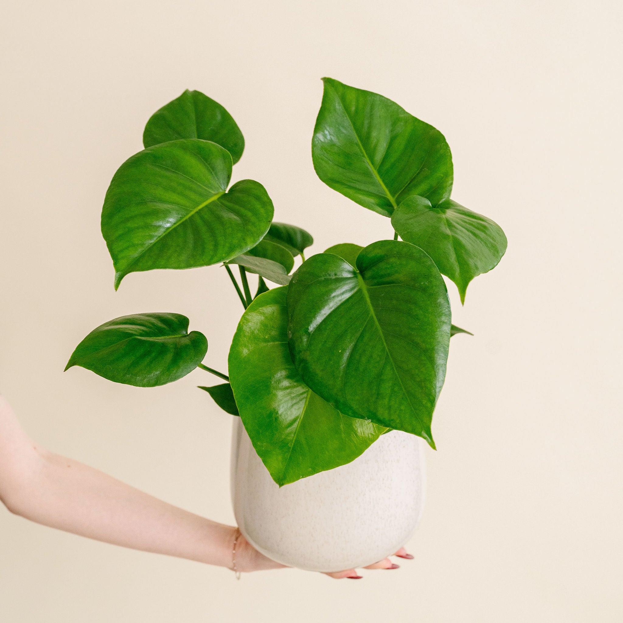 Philodendron Monstera