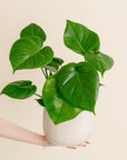 Philodendron Monstera