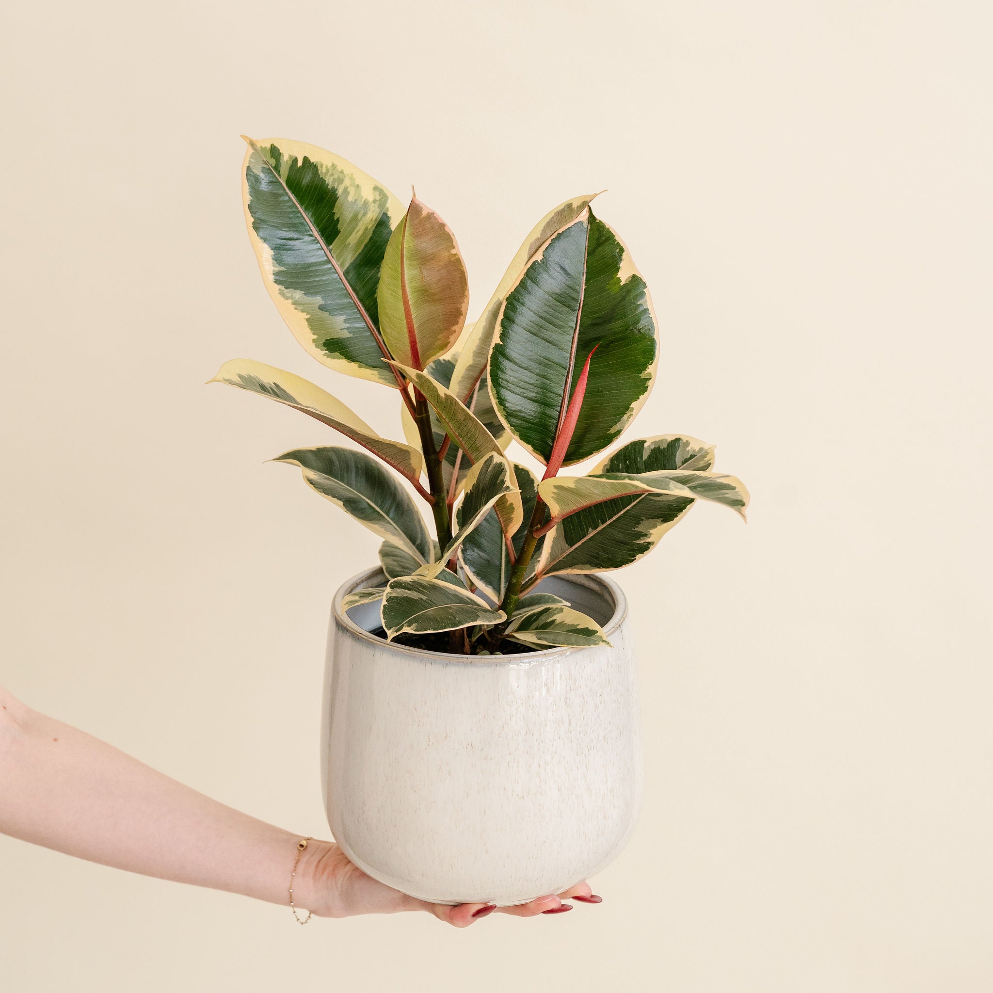 Ficus Tineke