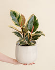 Ficus Tineke