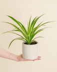 Spider Plant