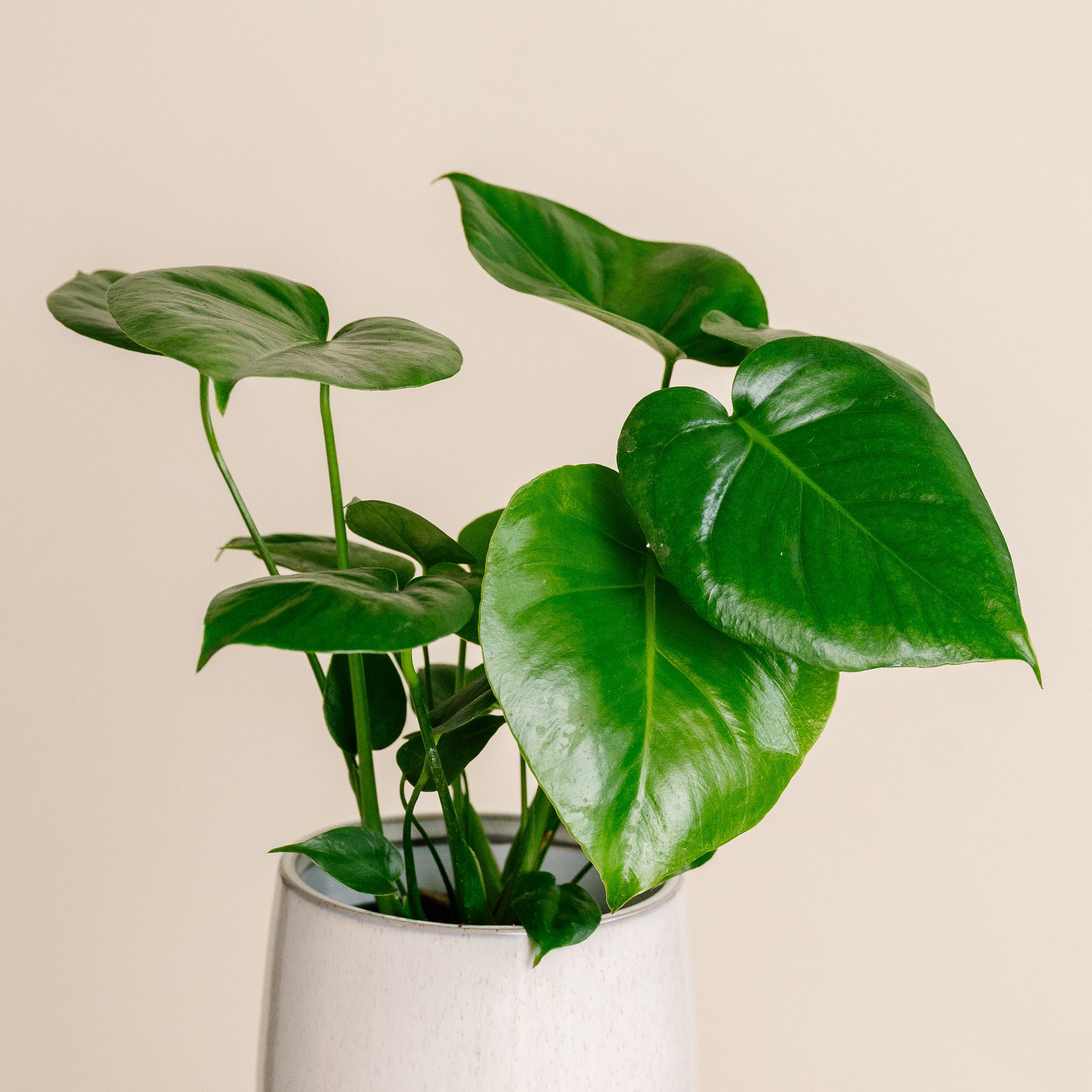 Philodendron Monstera