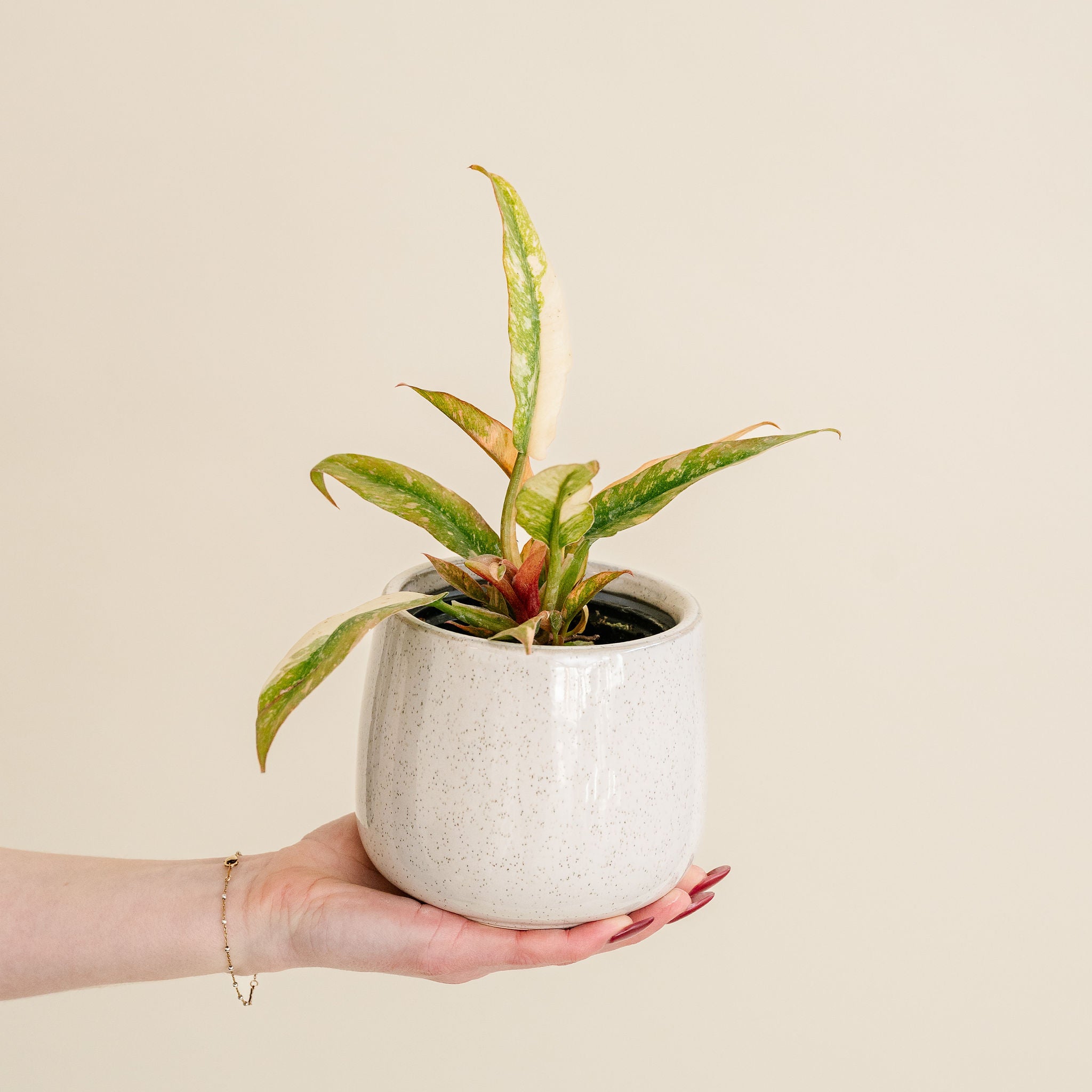 Philodendron Ring of Fire
