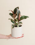 Ficus Tineke