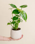 Philodendron Monstera