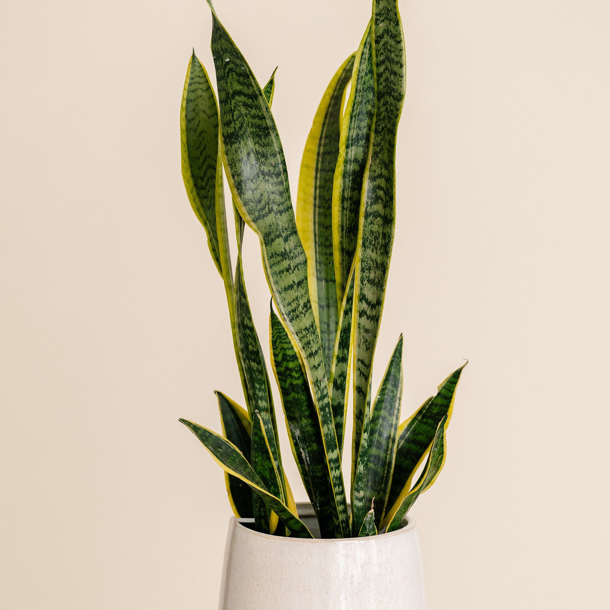 Snake Plant