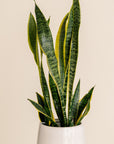 Snake Plant
