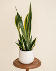Snake Plant