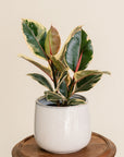 Ficus Tineke
