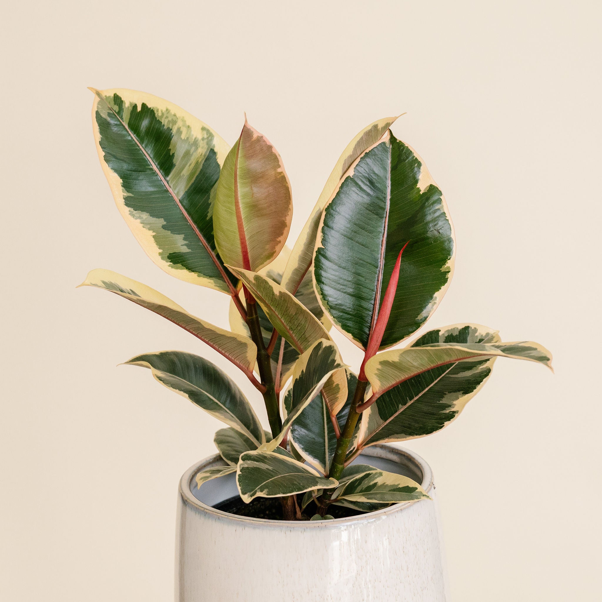 Ficus Tineke