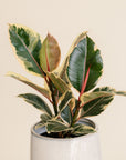 Ficus Tineke