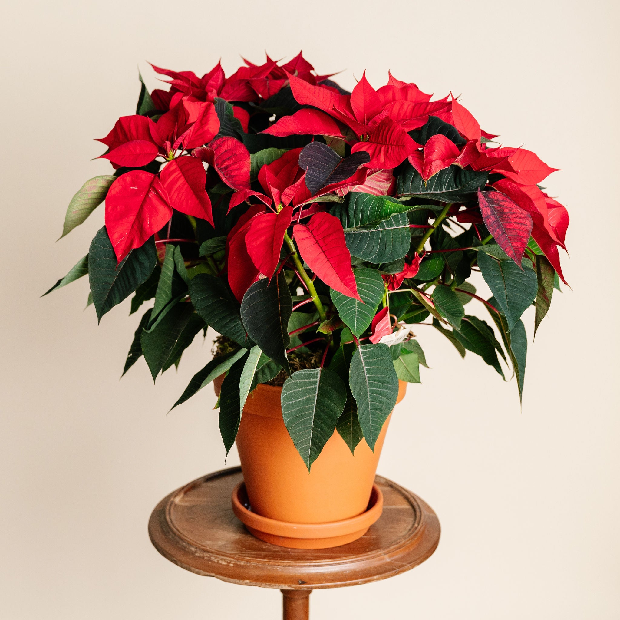 Red Poinsettia