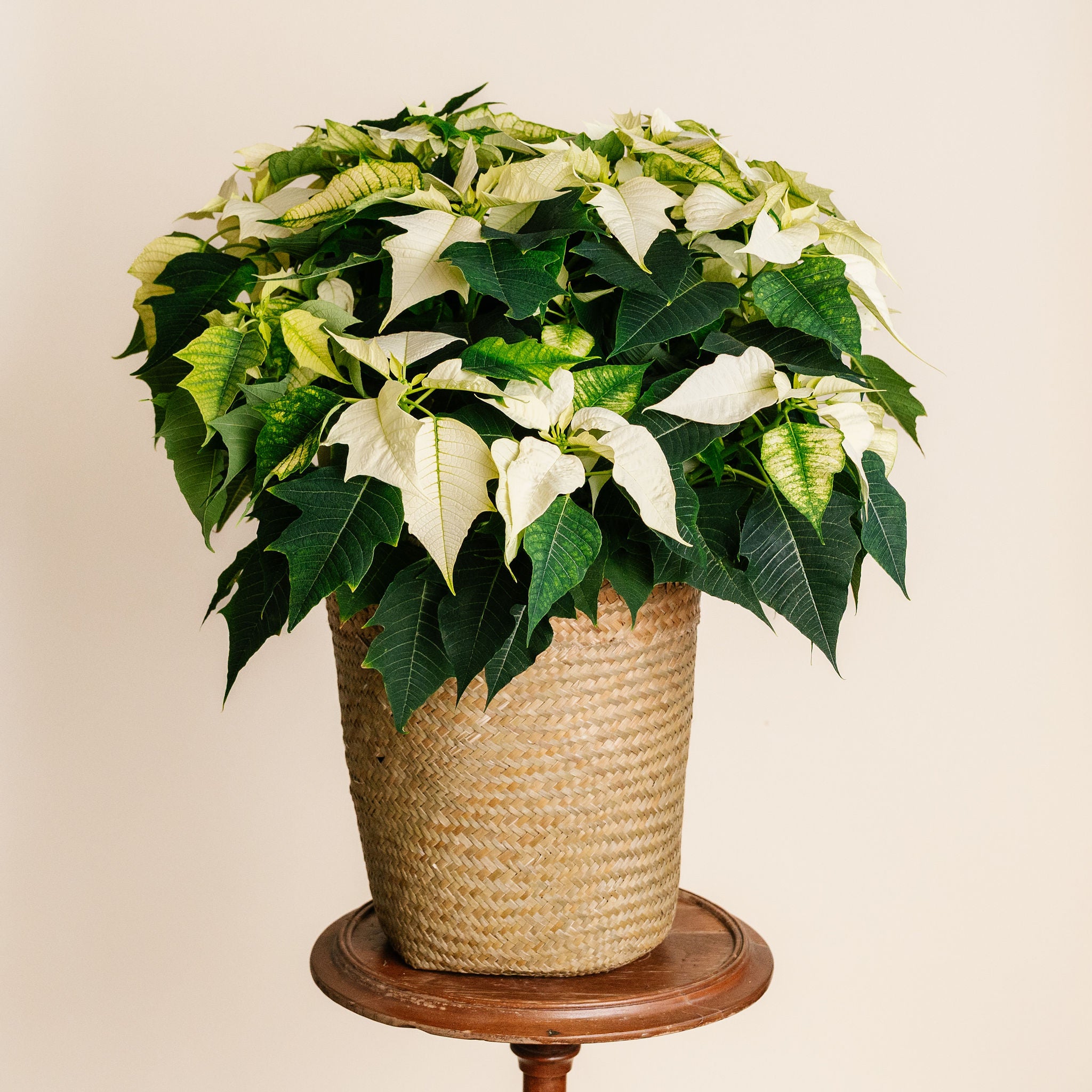 White Poinsettia