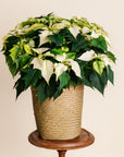 White Poinsettia