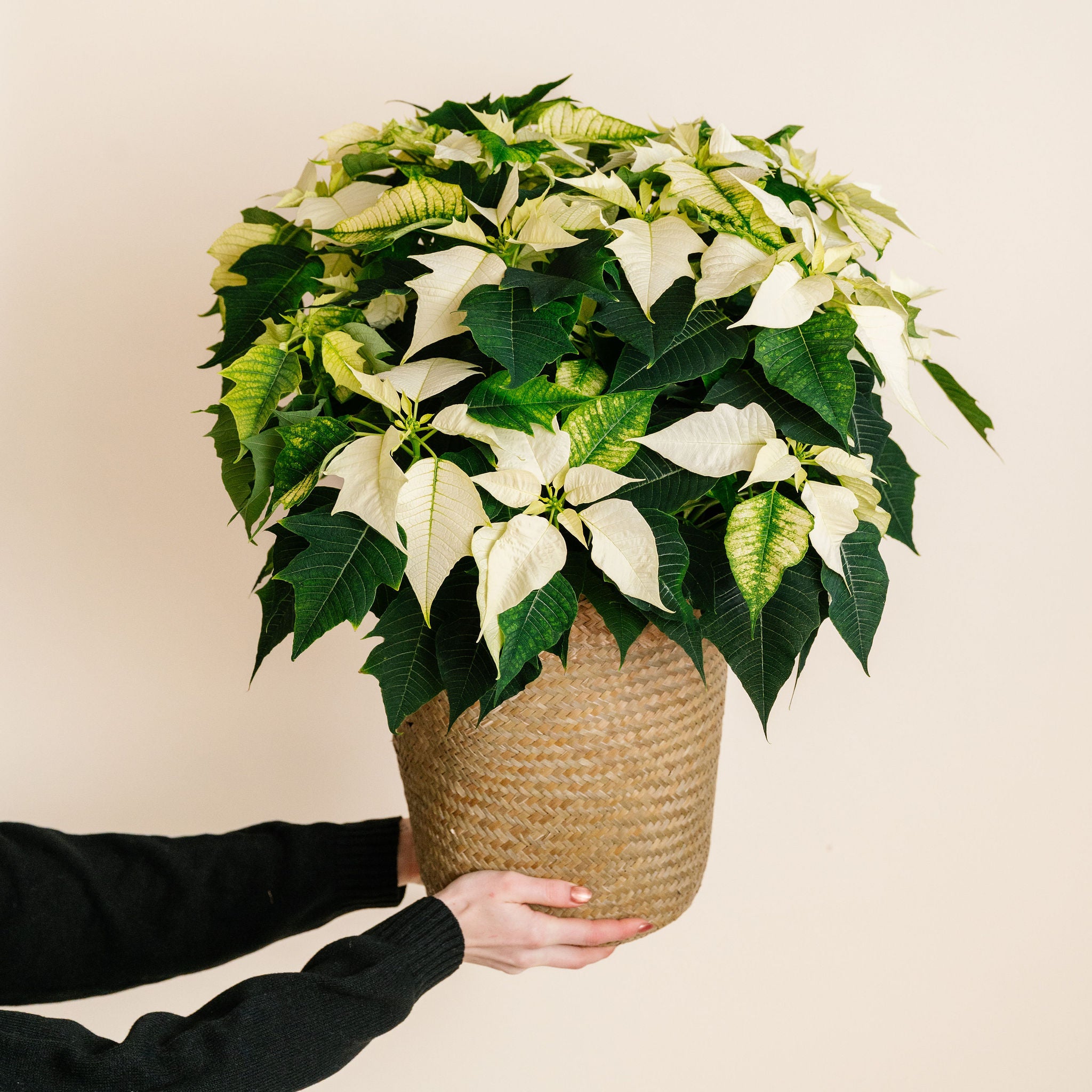 White Poinsettia