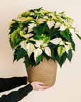 White Poinsettia