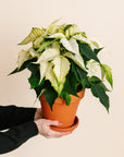 White Poinsettia