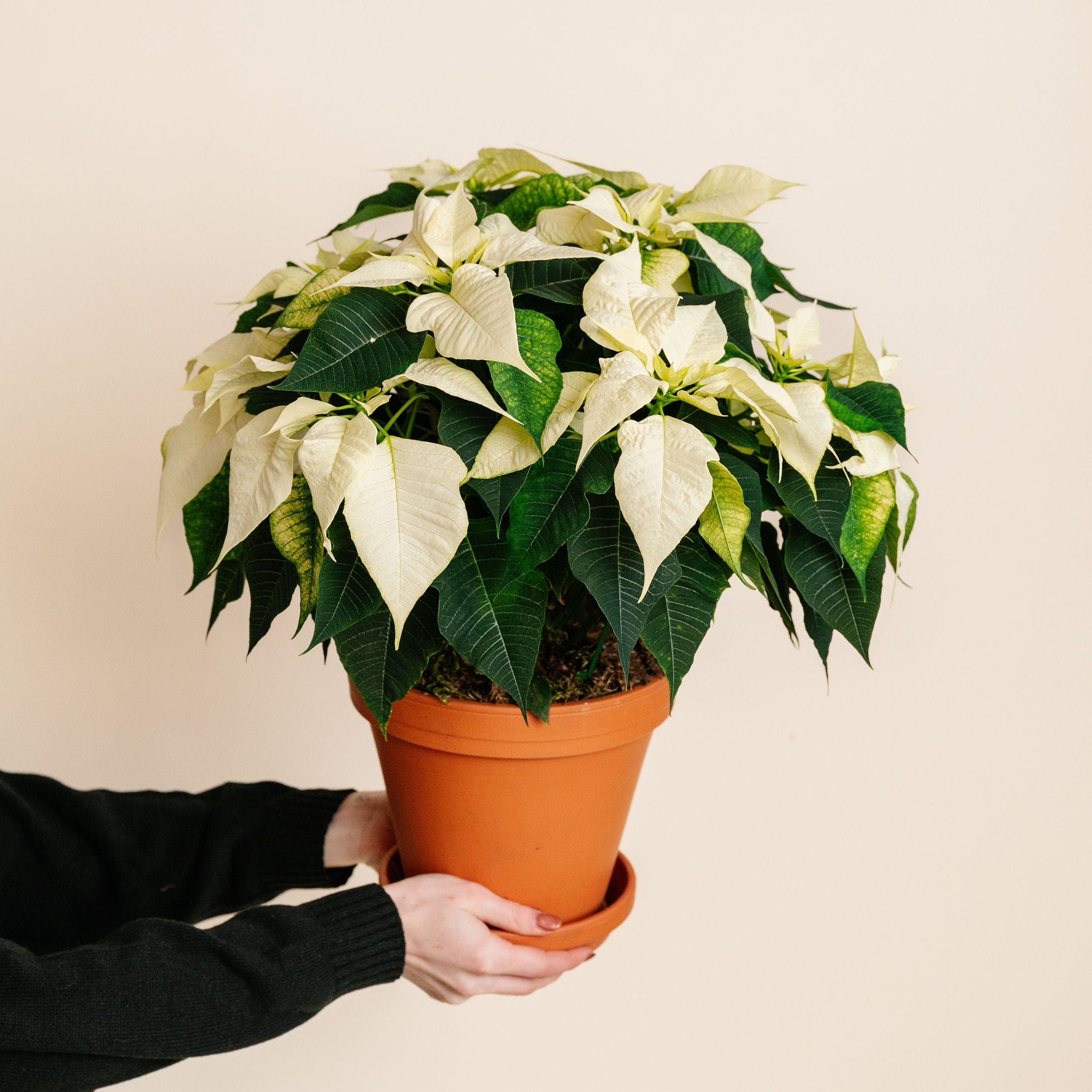 White Poinsettia