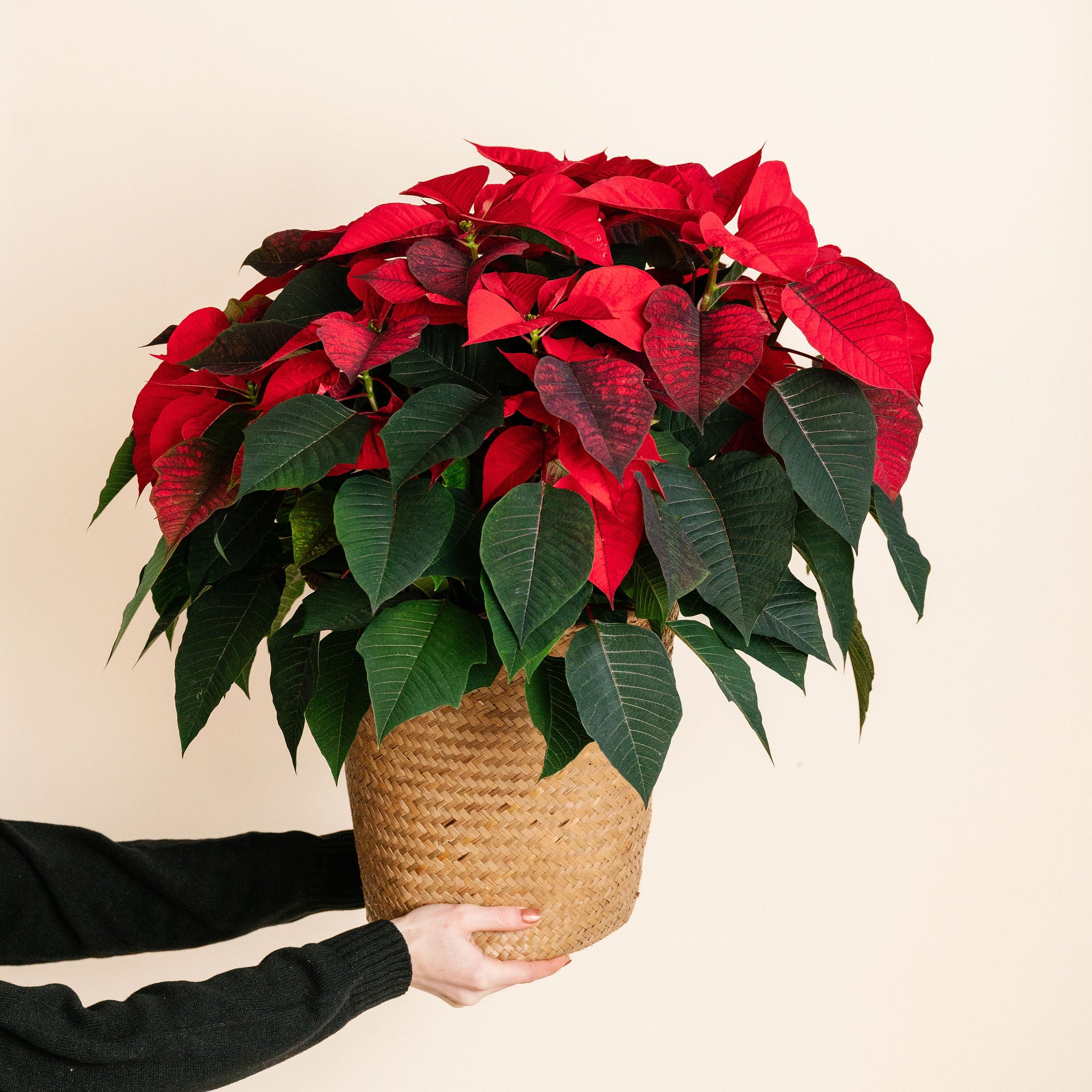 Red Poinsettia