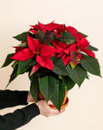 Red Poinsettia