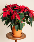 Red Poinsettia