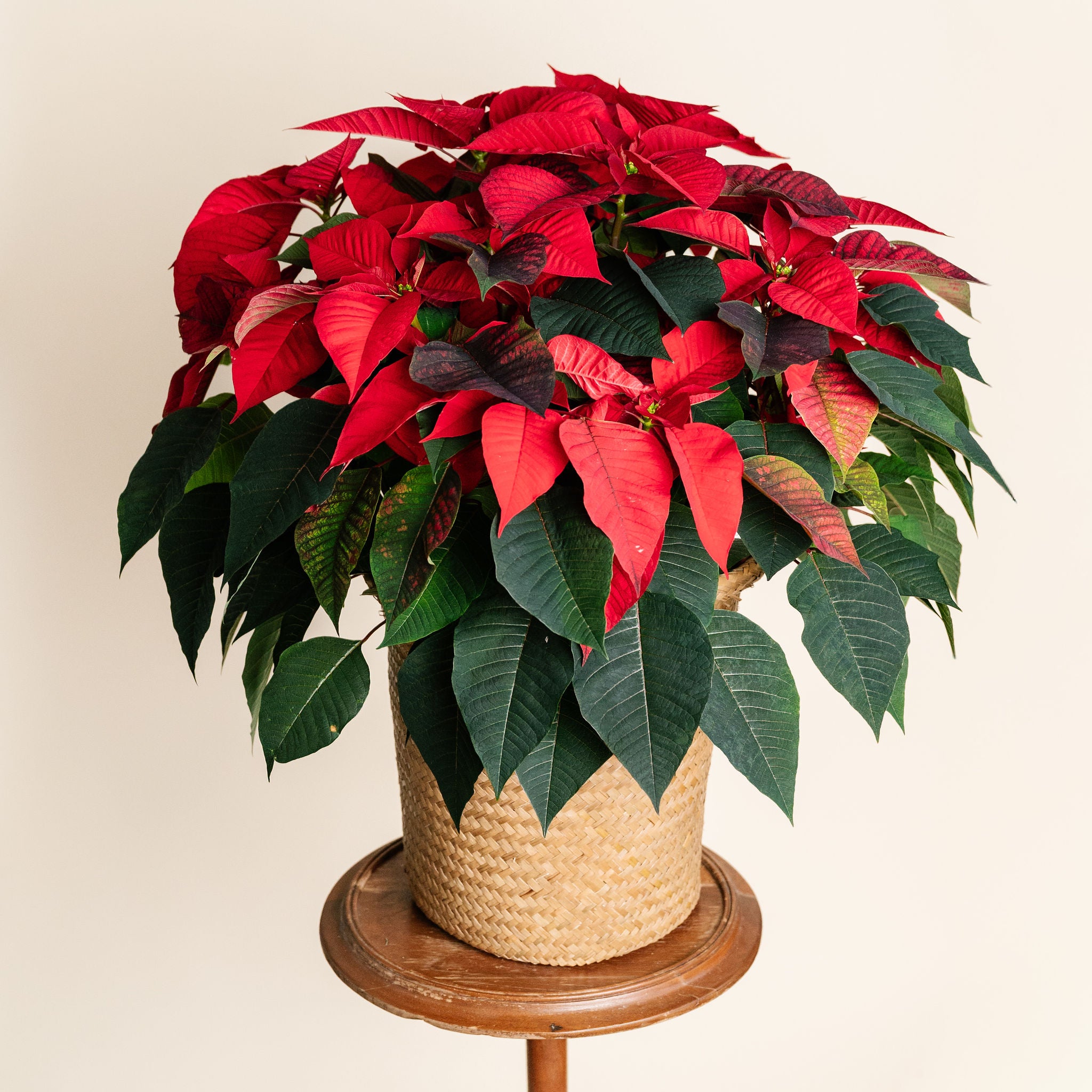 Red Poinsettia