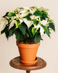 White Poinsettia