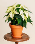 White Poinsettia