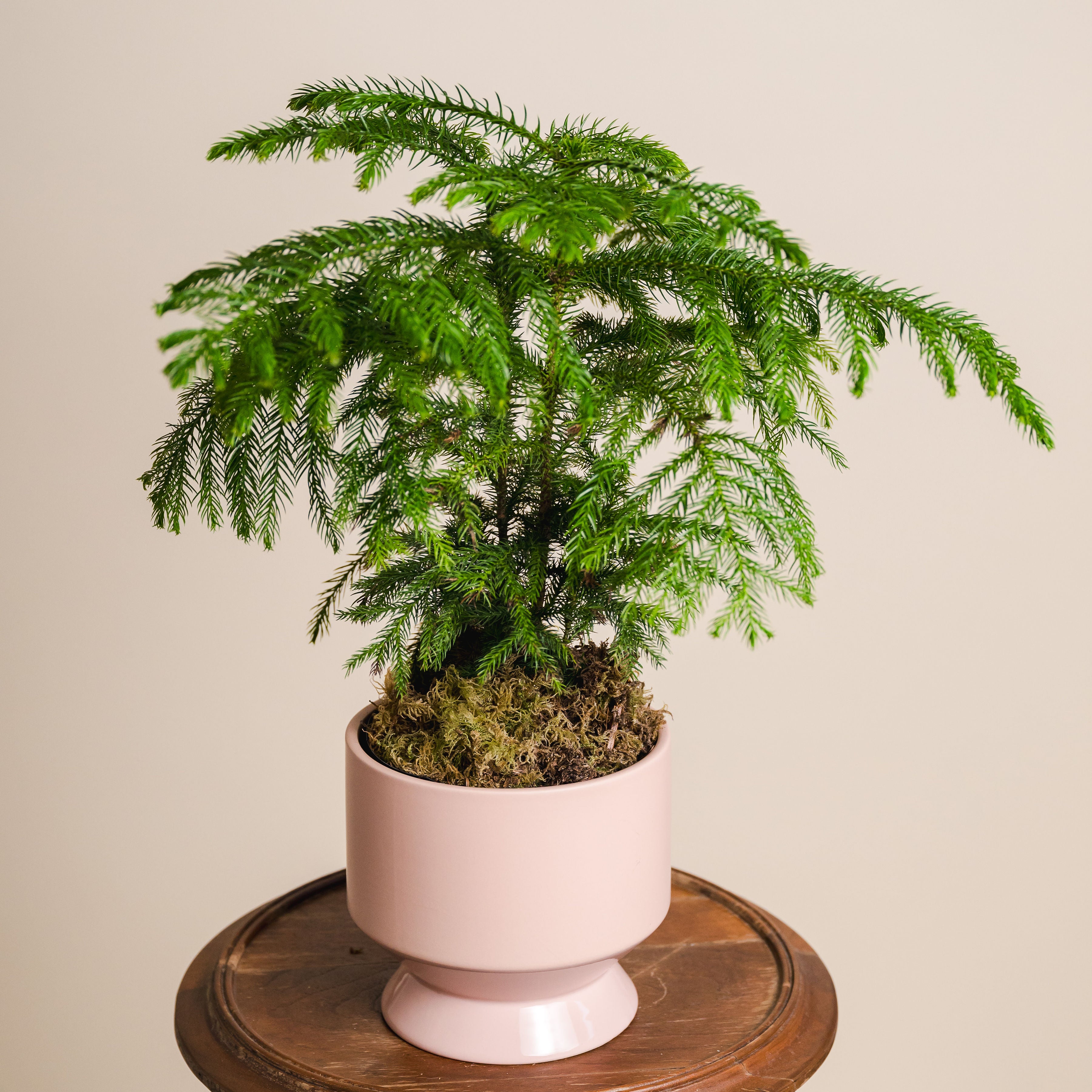 Norfolk Pine
