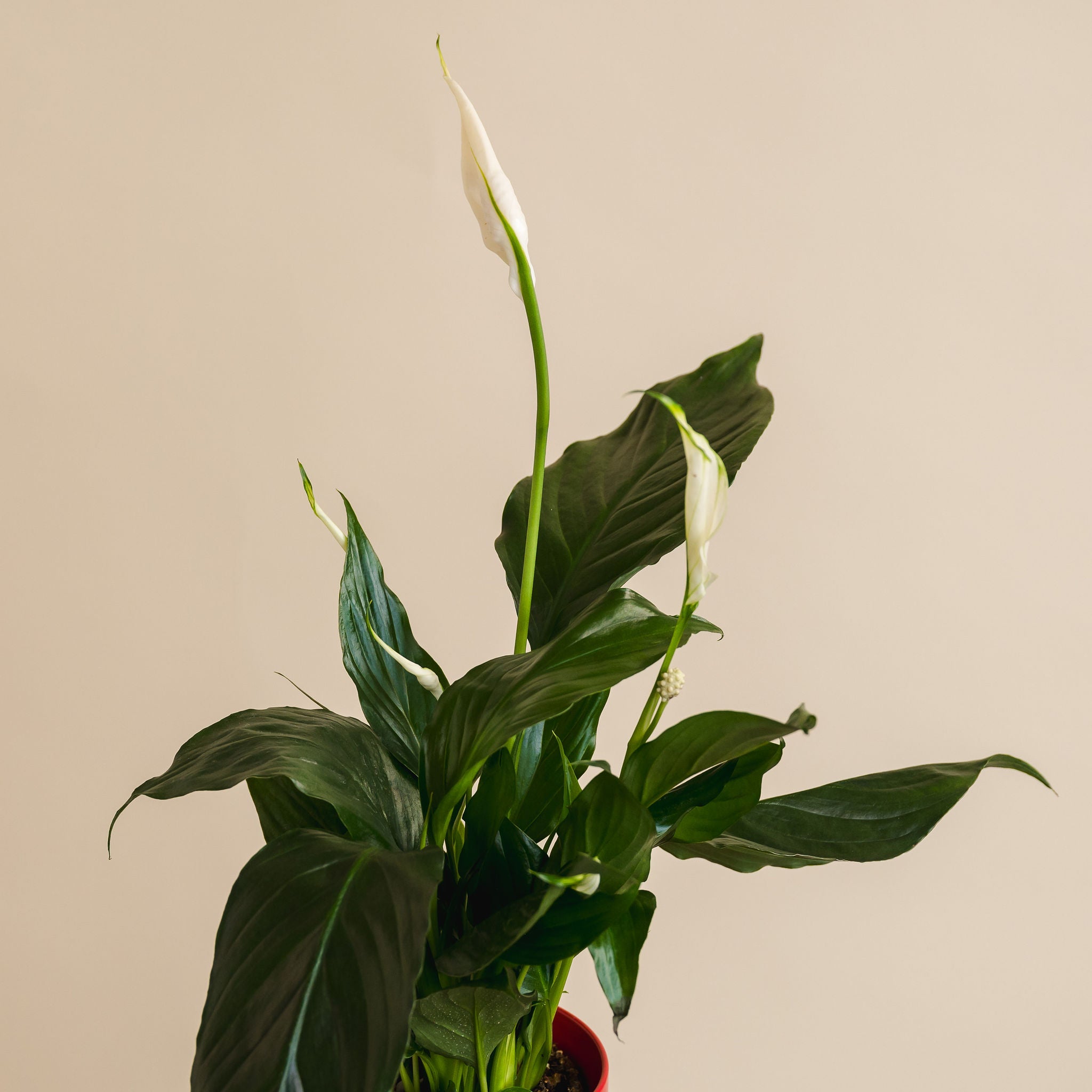Large Peace Lily