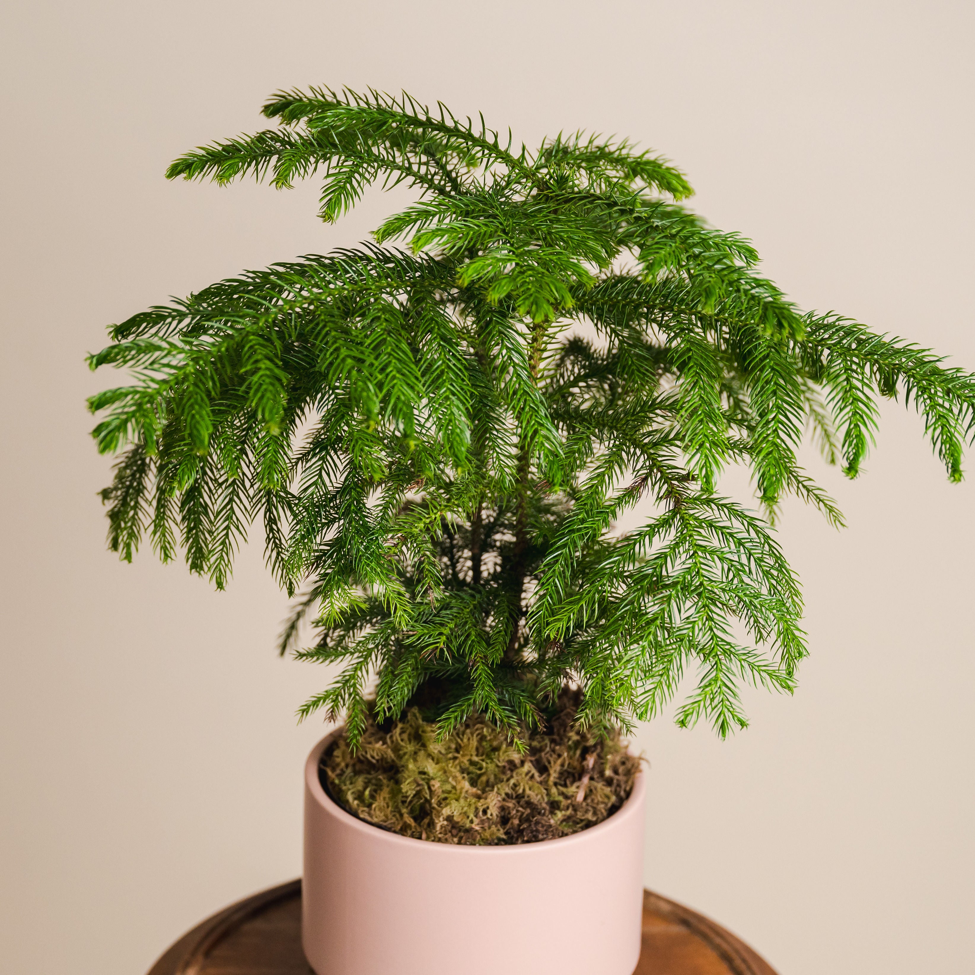 Norfolk Pine