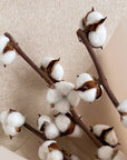 Cotton Bunch